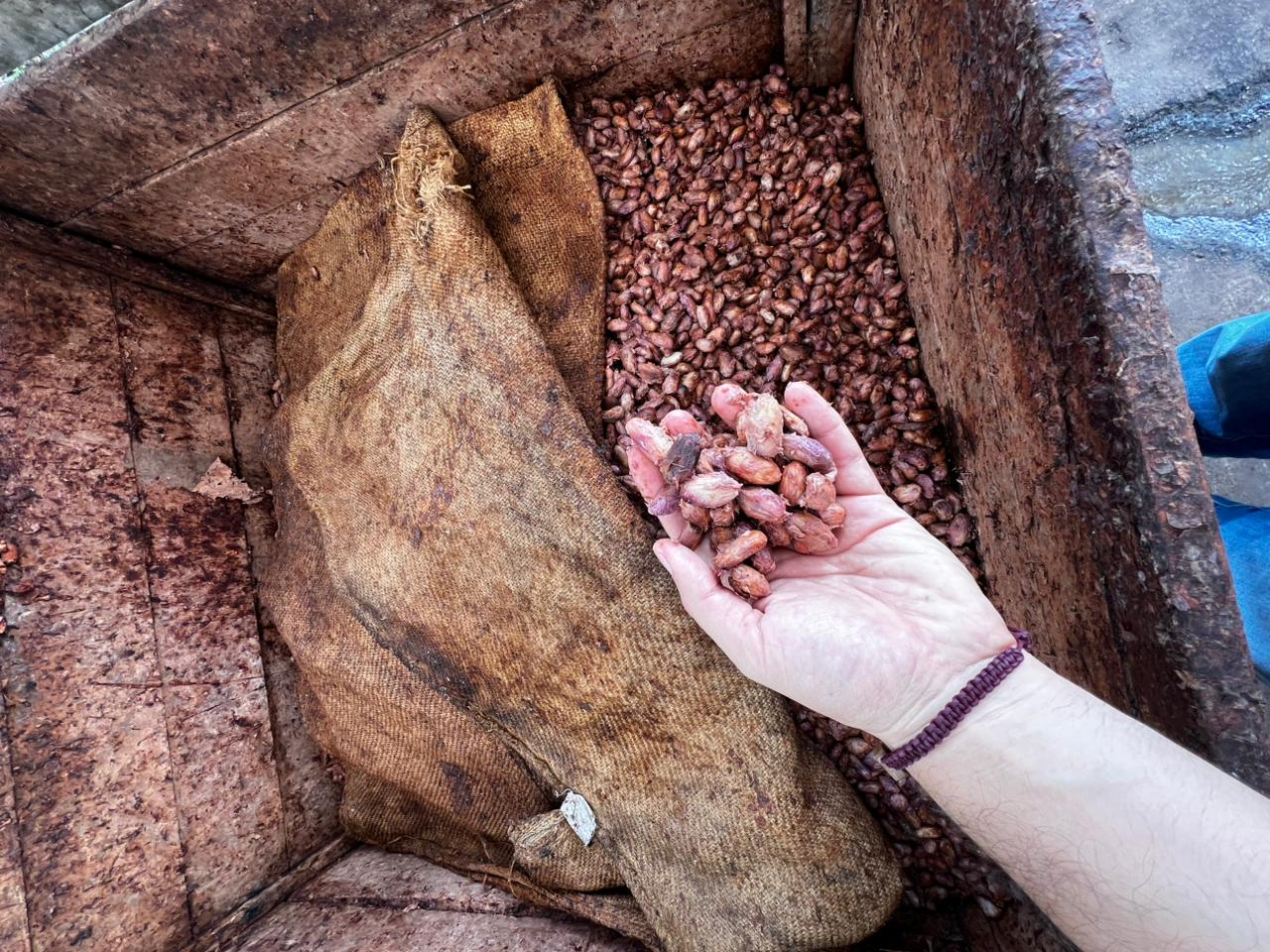 Handful of fresh cocoa beans