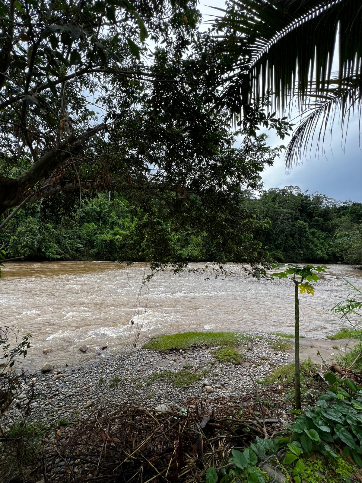 Amazonian river near cocoa farms