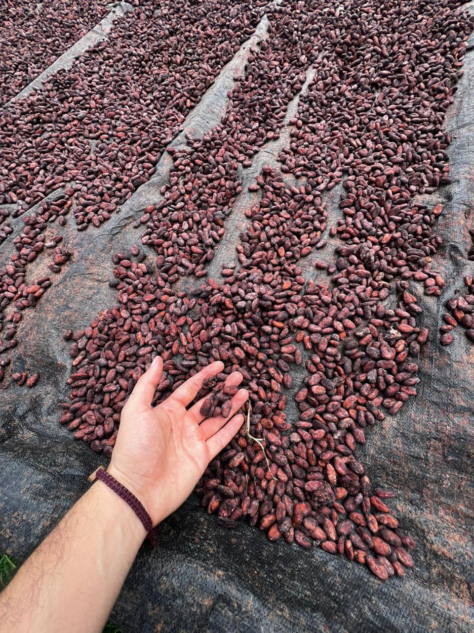 Cocoa beans drying on raised beds