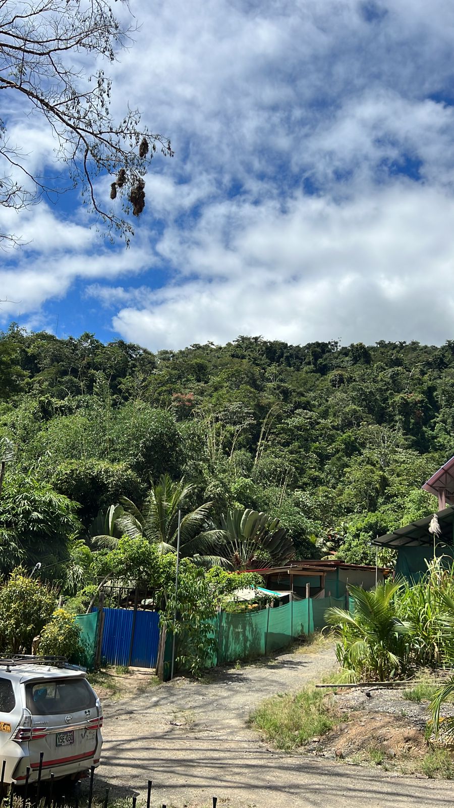 Jungle road into cocoa country