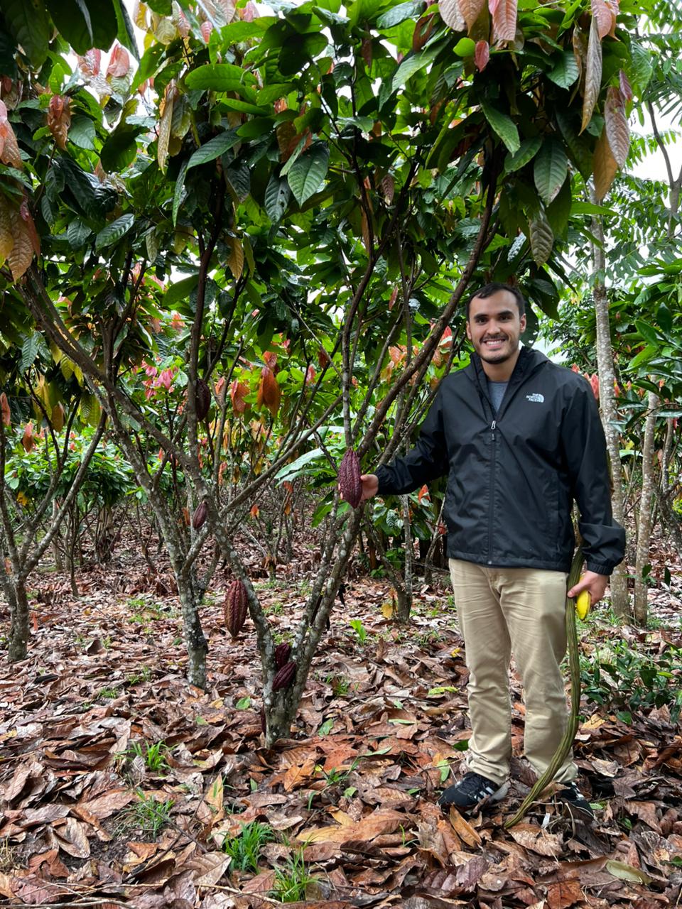 Cocoa tree with ripening pods in Peru