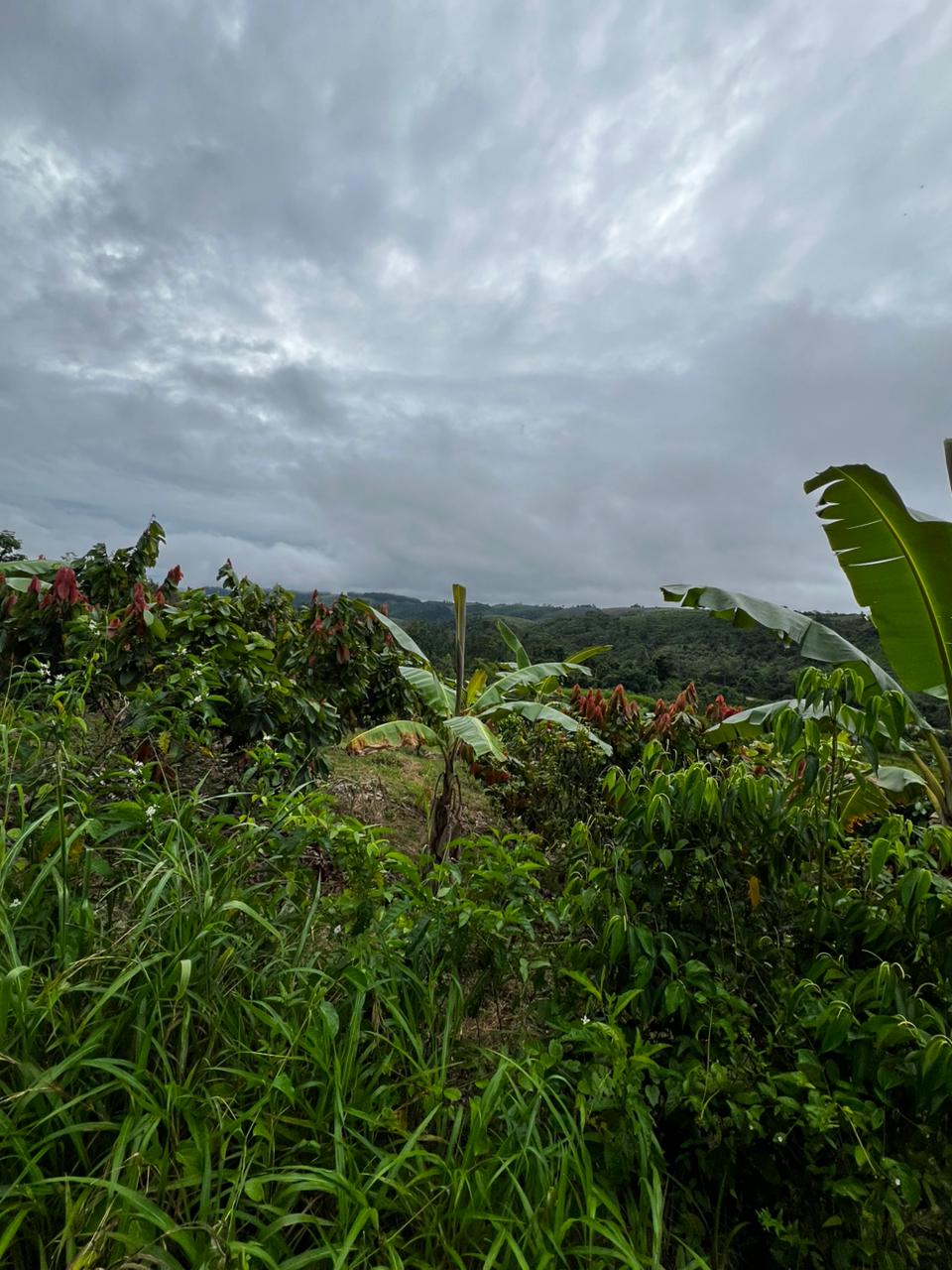 Cocoa hills and banana trees